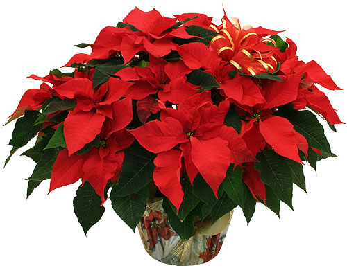 Get Your Poinsettia Plant