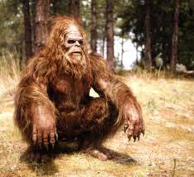 Bigfoot in the Woods?