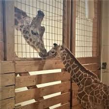 April the Giraffe Gives Birth