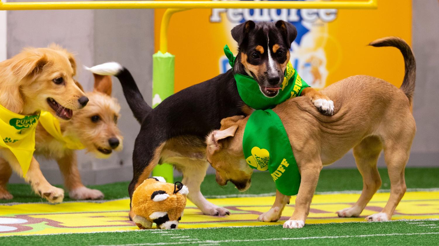 Puppy Bowl Results The Clarion