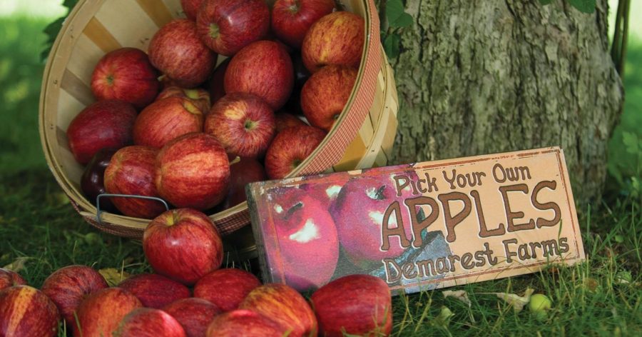 Fall Into Apple Picking