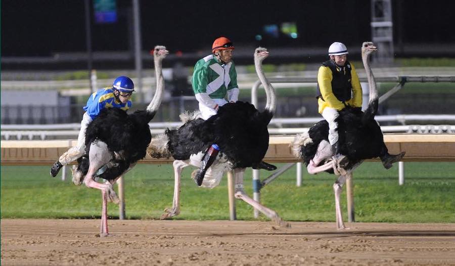 Mr. Jandoli, Mr. Mazzacca and Mr. Cunningham practice the fine art of Ostrich Racing