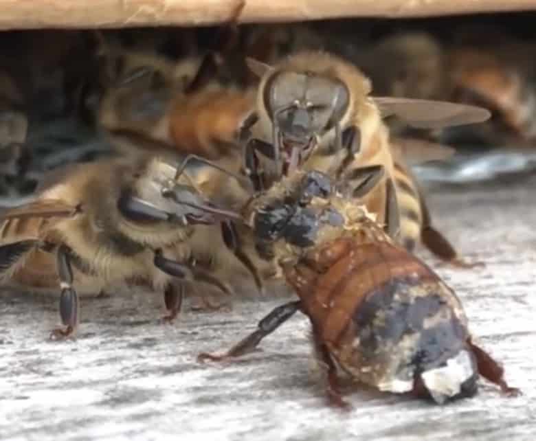Bees Can Clean!