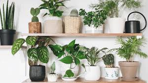 Five Best Houseplants to Grow