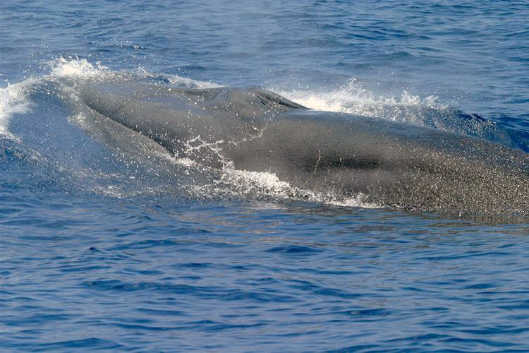A New Species of Whale
