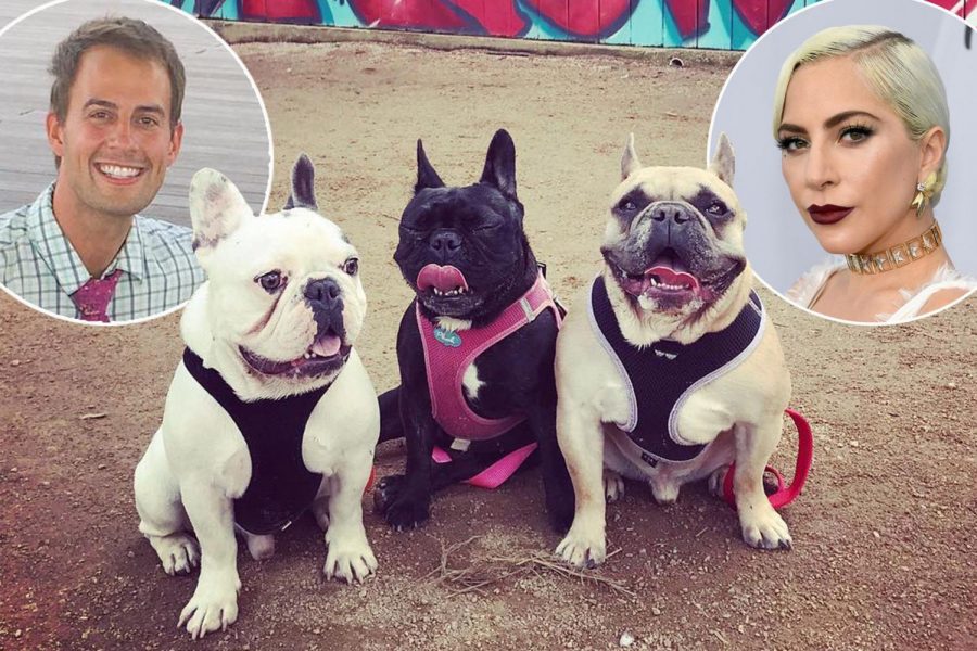 Theft of Lady Gagas French Bulldogs