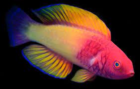 The Rose-Veiled Fairy Wrasse