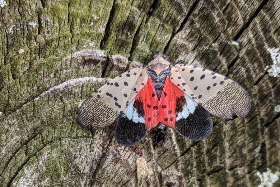 Spotted+Lanternflies%3A+Taking+Over+the+Northeast