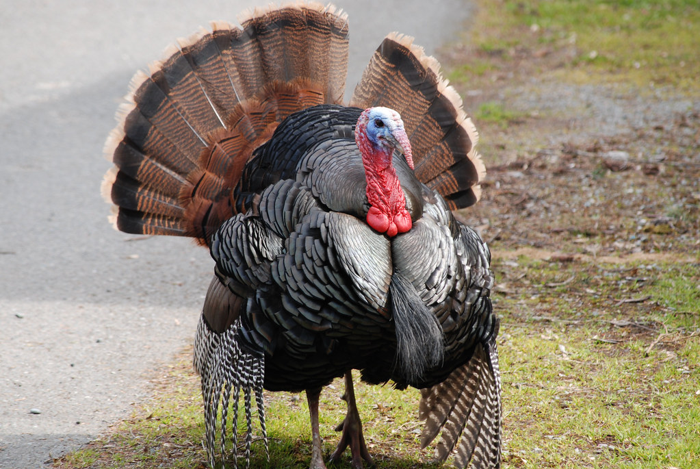 A Turkey