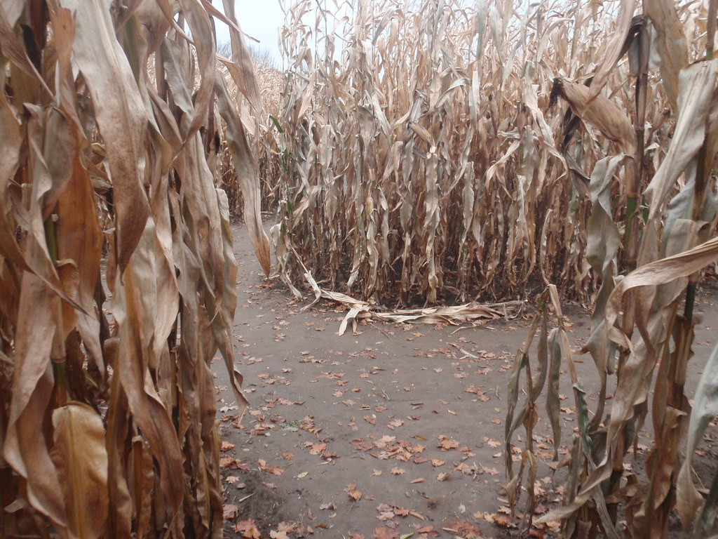 A Corn Maze