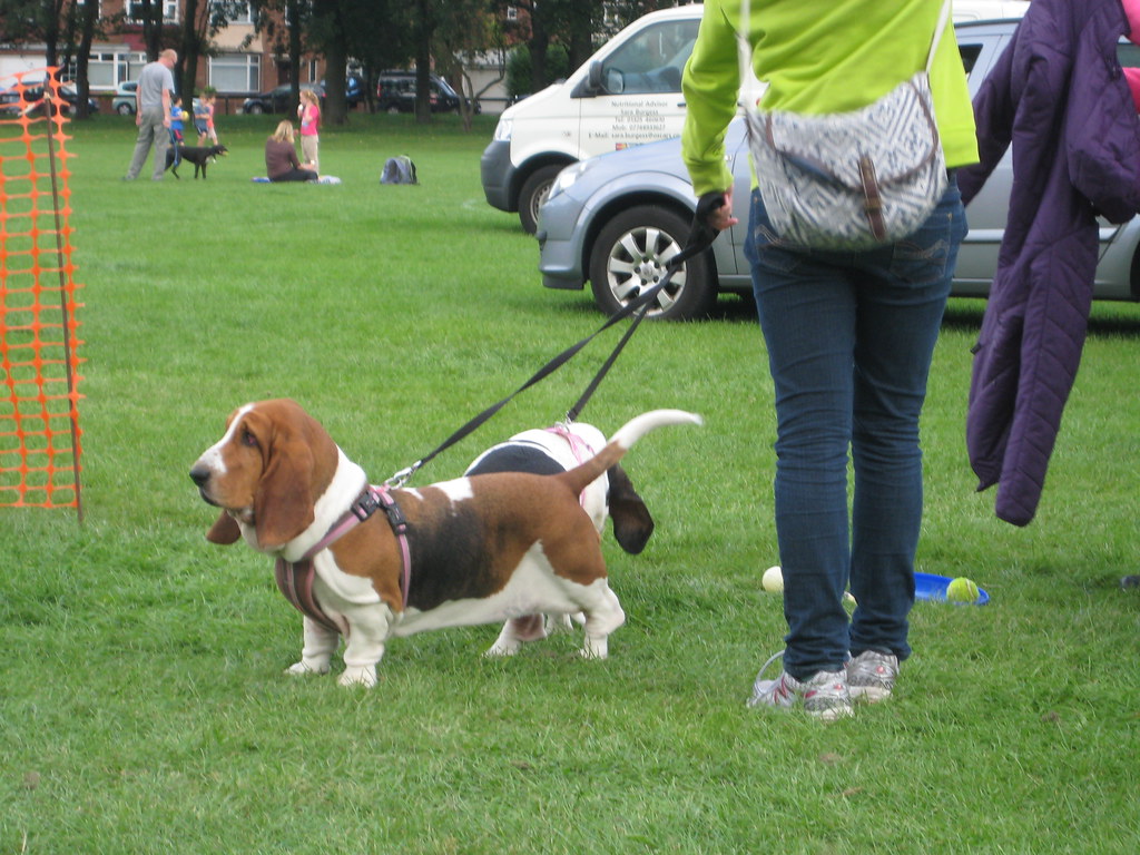 Paws in the Park