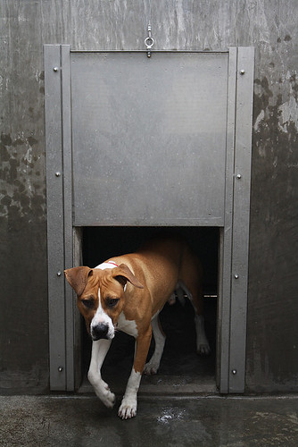 Dog Shelter