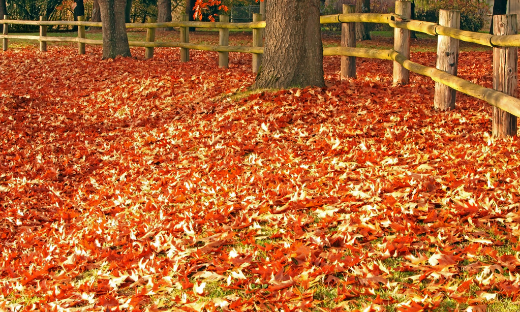 Fall