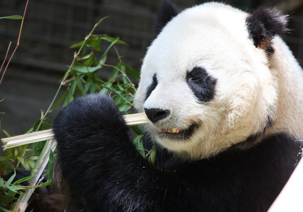 The Panda...Eating